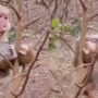 Mama monkey saves her baby from tangled branches