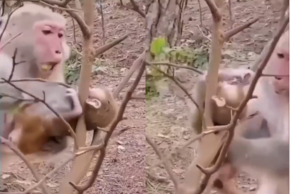 monkey
