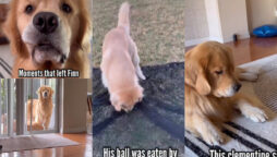 Watch viral: Golden Retriever’s tricks will make you laugh