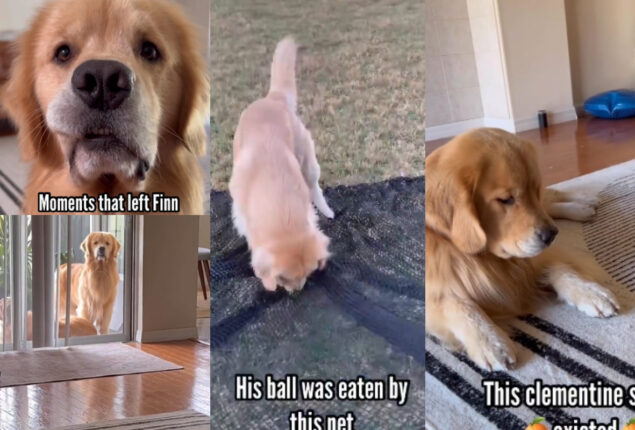 Watch viral: Golden Retriever’s tricks will make you laugh