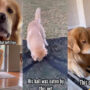 Watch viral: Golden Retriever’s tricks will make you laugh