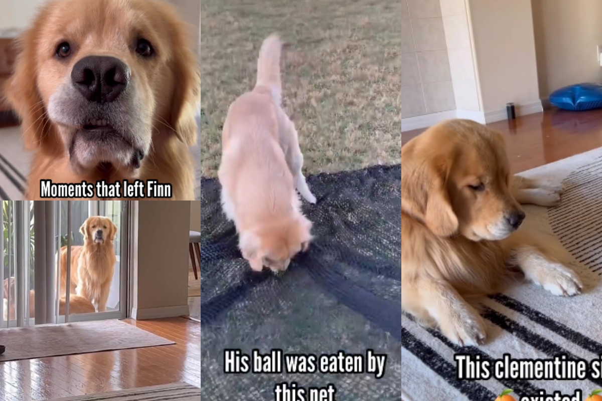 Golden Retriever tricks