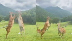 Watch Video: Two deer fighting like catfight