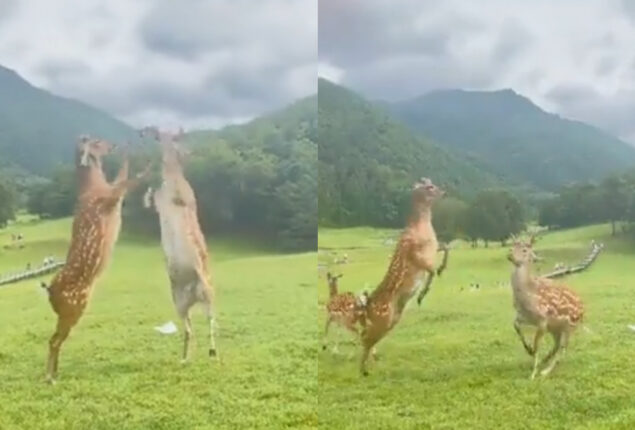 Watch Video: Two deer fighting like catfight