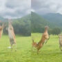 Watch Video: Two deer fighting like catfight