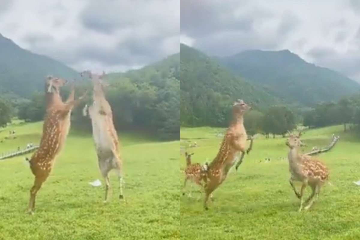 Two deer fighting