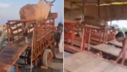 Watch Video: Animal-powered irrigation jugaad