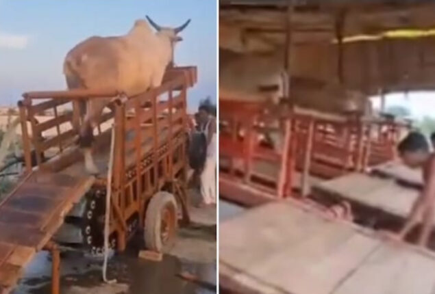 Animal-powered irrigation