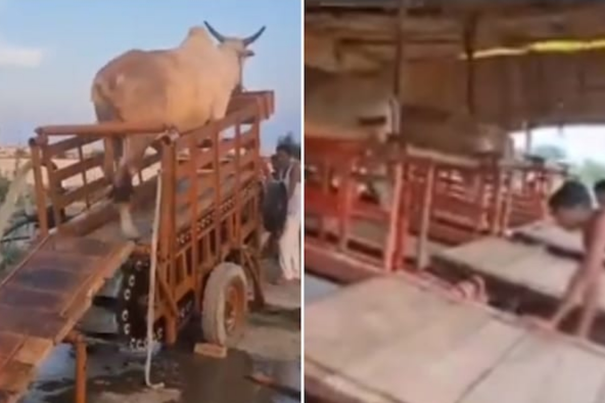 Animal-powered irrigation