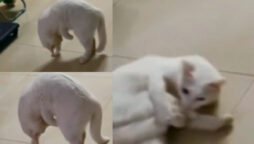Watch: Video of cat chasing its own tail goes viral