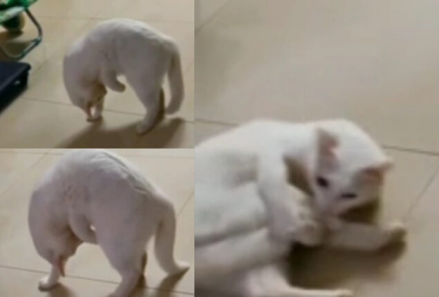 Watch: Video of cat chasing its own tail goes viral