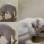 Watch: Video of cat chasing its own tail goes viral