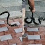10-foot-long king Cobra travels 200 KM in Kerala, rescued