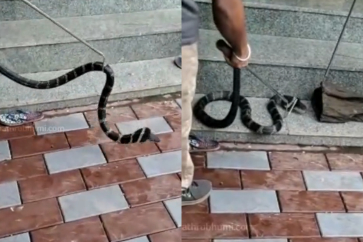 king Cobra