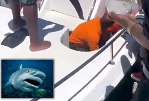 Pennsylvania woman snorkelling in the Bahamas killed by a shark