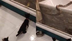Python slithers over the bathtub and looks at two kittens