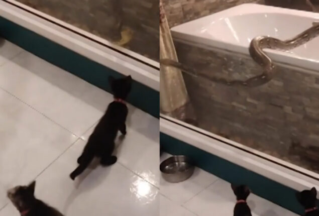 Python slithers over the bathtub and looks at two kittens