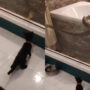 Python slithers over the bathtub and looks at two kittens