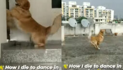 Video: Dog runs to terrace and dances in the rain