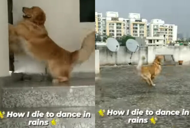 Video: Dog runs to terrace and dances in the rain