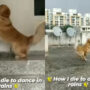 Video: Dog runs to terrace and dances in the rain