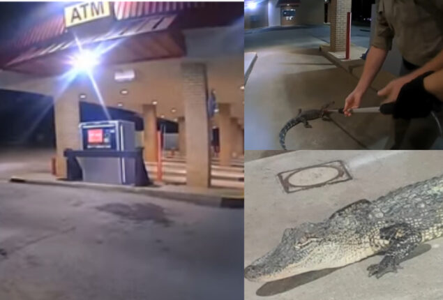 Watch: Police officer captured angry alligator with his body camera