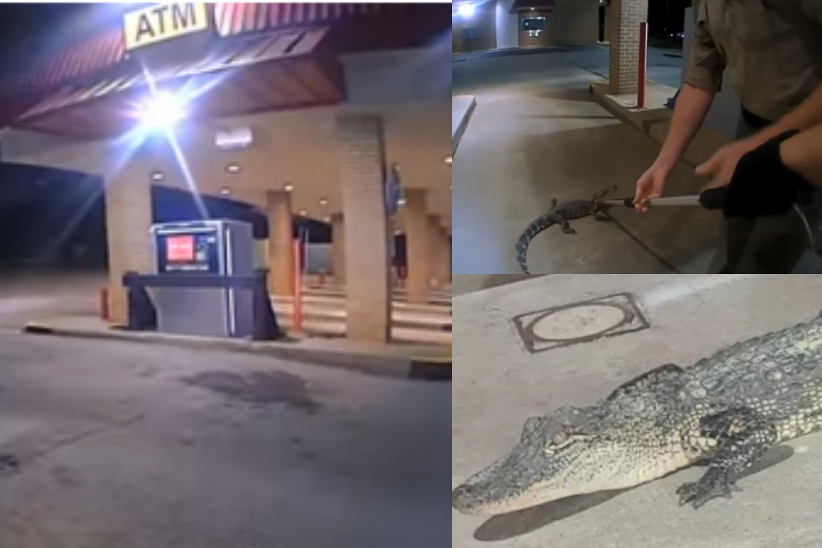 Police officer captured alligator