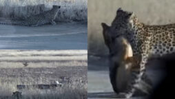Watch: Leopard hides and monitors jackal hunting birds while leaping to get it