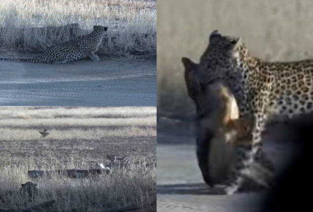 Watch: Leopard hides and monitors jackal hunting birds while leaping to get it
