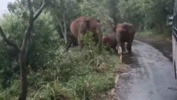 Elephants wrap their calf 