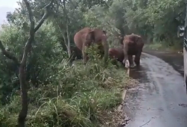 Watch: Elephants wrap their trunks around calf 