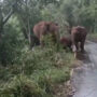 Watch: Elephants wrap their trunks around calf 