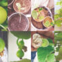Growing round bottle gourds in the backyard