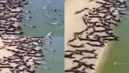 Watch: Several reptiles on beach in Brazil goes viral