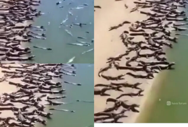 Watch: Several reptiles on beach in Brazil goes viral