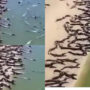 Watch: Several reptiles on beach in Brazil goes viral
