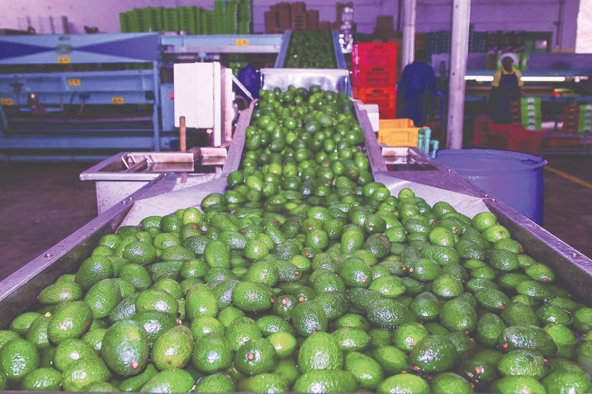 Kenyan avocado exports taste of things to come with expanded market
