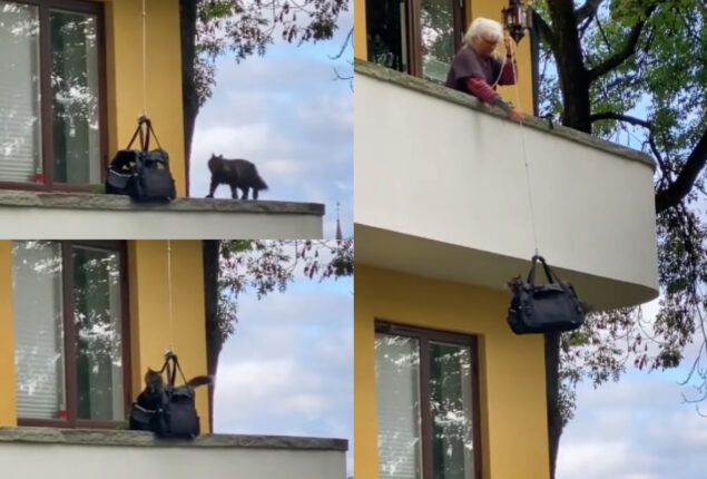 Cat reaches up