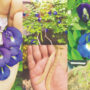 Butterfly pea vine