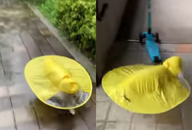 Too Cute to Miss: Tiny Dog Running Around in a Yellow Raincoat