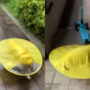 Too Cute to Miss: Tiny Dog Running Around in a Yellow Raincoat