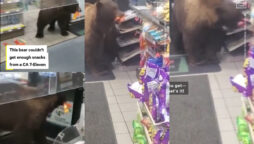 Bear steals candy