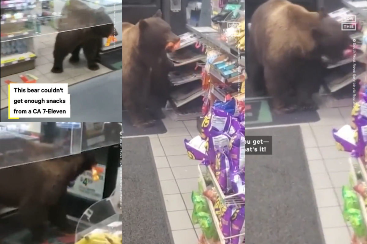 Bear steals candy