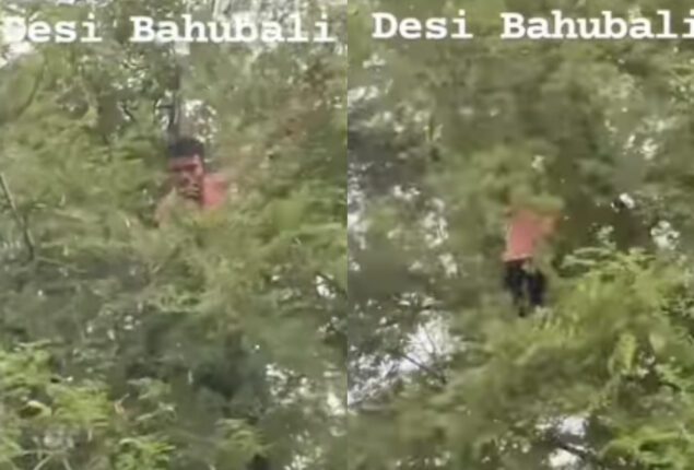 ‘Modern Mowgli’ Climbs Tree in Krrish Style