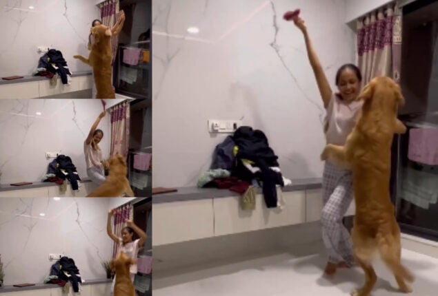 Watch: Golden Retriever dog dancing with its owner has gone viral