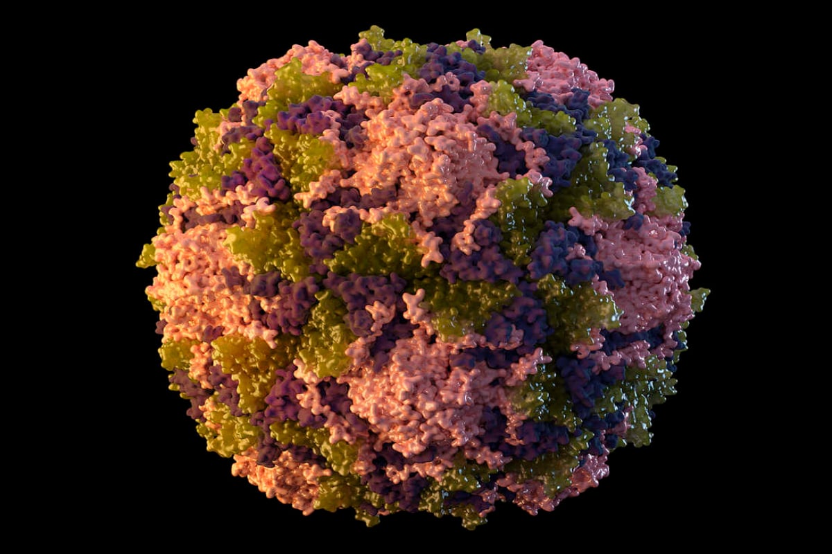 Polio Virus