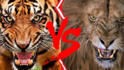Watch: Lion vs tiger fight to death, see who wins