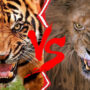 Watch: Lion vs tiger fight to death, see who wins