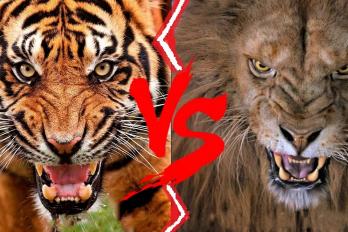 SIBERIAN TIGER VS BENGAL TIGER - Siberian Tiger VS Bengal Tiger Who Would  Win 