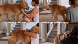 Dog hugs pet mom